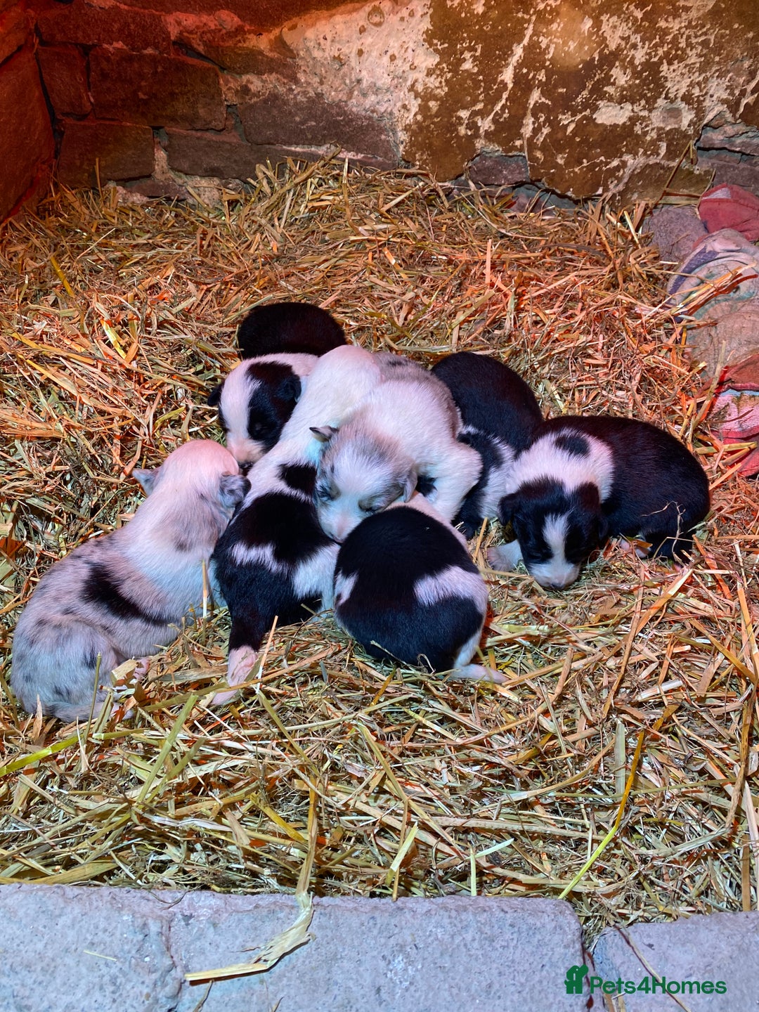 Border Collie dogs for sale: Black & White Border Collie Pups near Hay-on-Wye - Advert 12