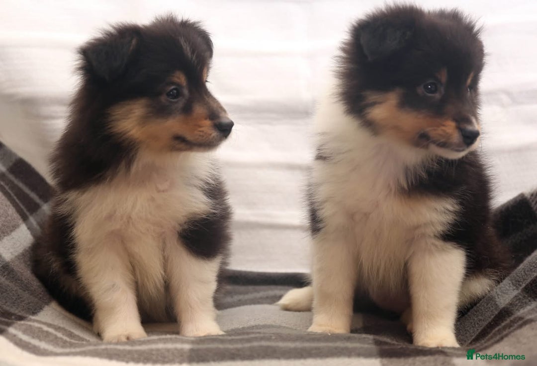 Shetland Sheepdog dogs for sale: Stunning Champions lines Tri Colour Girls  - Advert 4