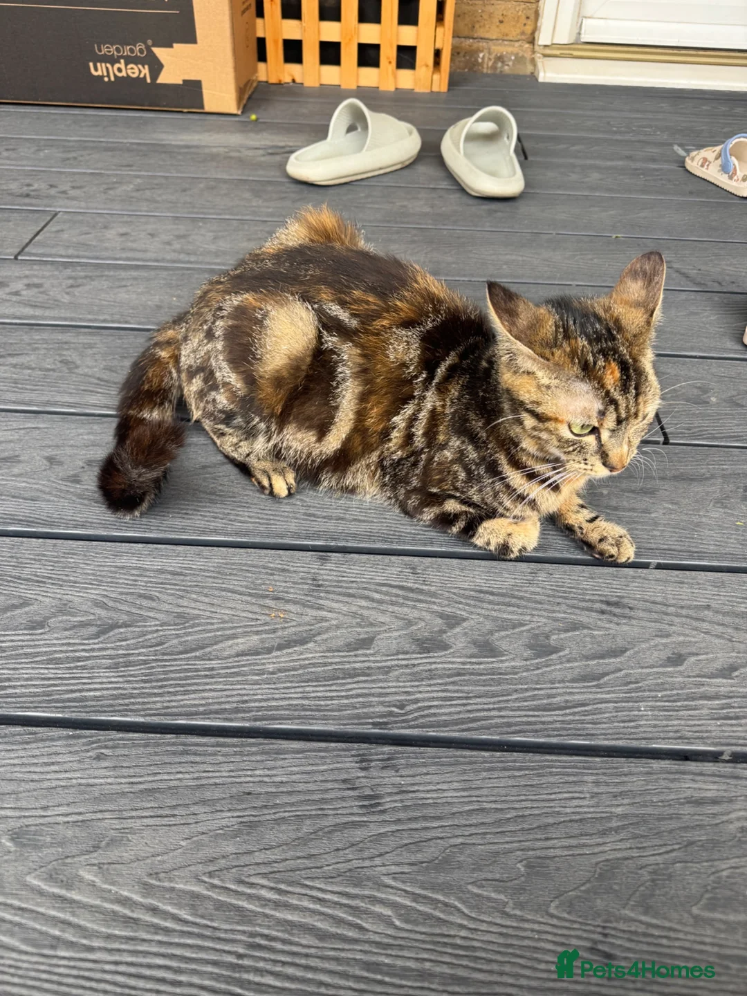 Mixed Breed cats for sale: Sell mother and kitten  in Romford - Advert 2