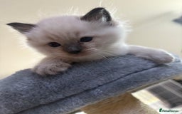 Ragdoll cats for sale: Beautiful ragdoll kittens for sale  - Image 10