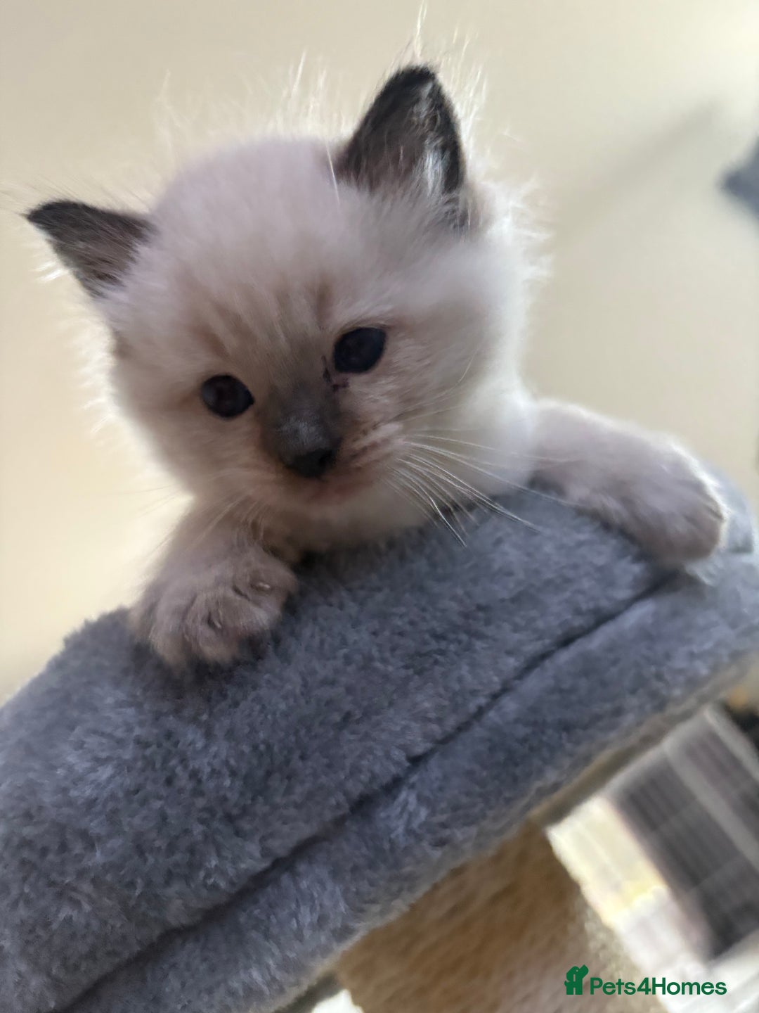 Ragdoll cats for sale: Beautiful ragdoll kittens for sale  - Image 10
