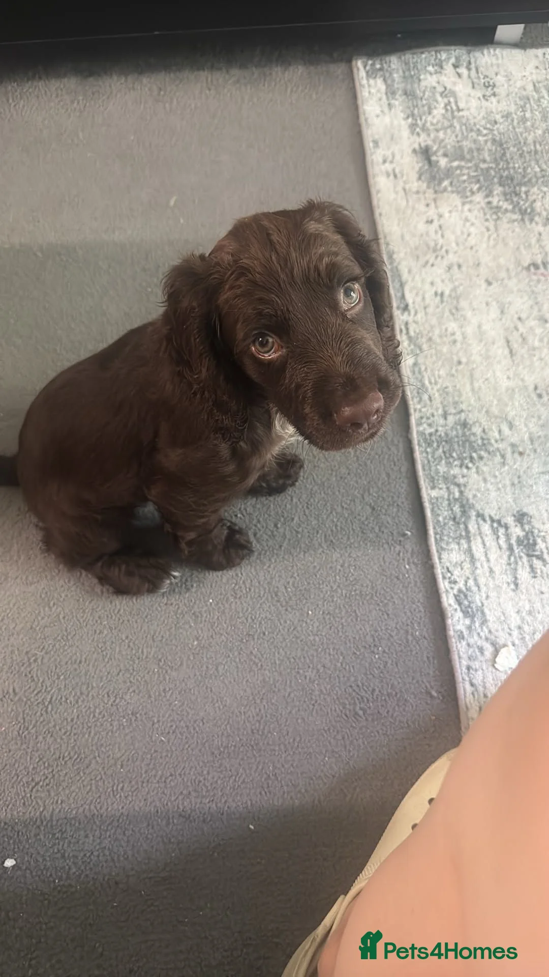 Cocker Spaniel dogs for sale: Cocker spaniel boy  in Kingsbridge - Advert 1
