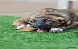 Mixed Breed dogs for adoption: Rosemary - Sweet & Calm - Image 14