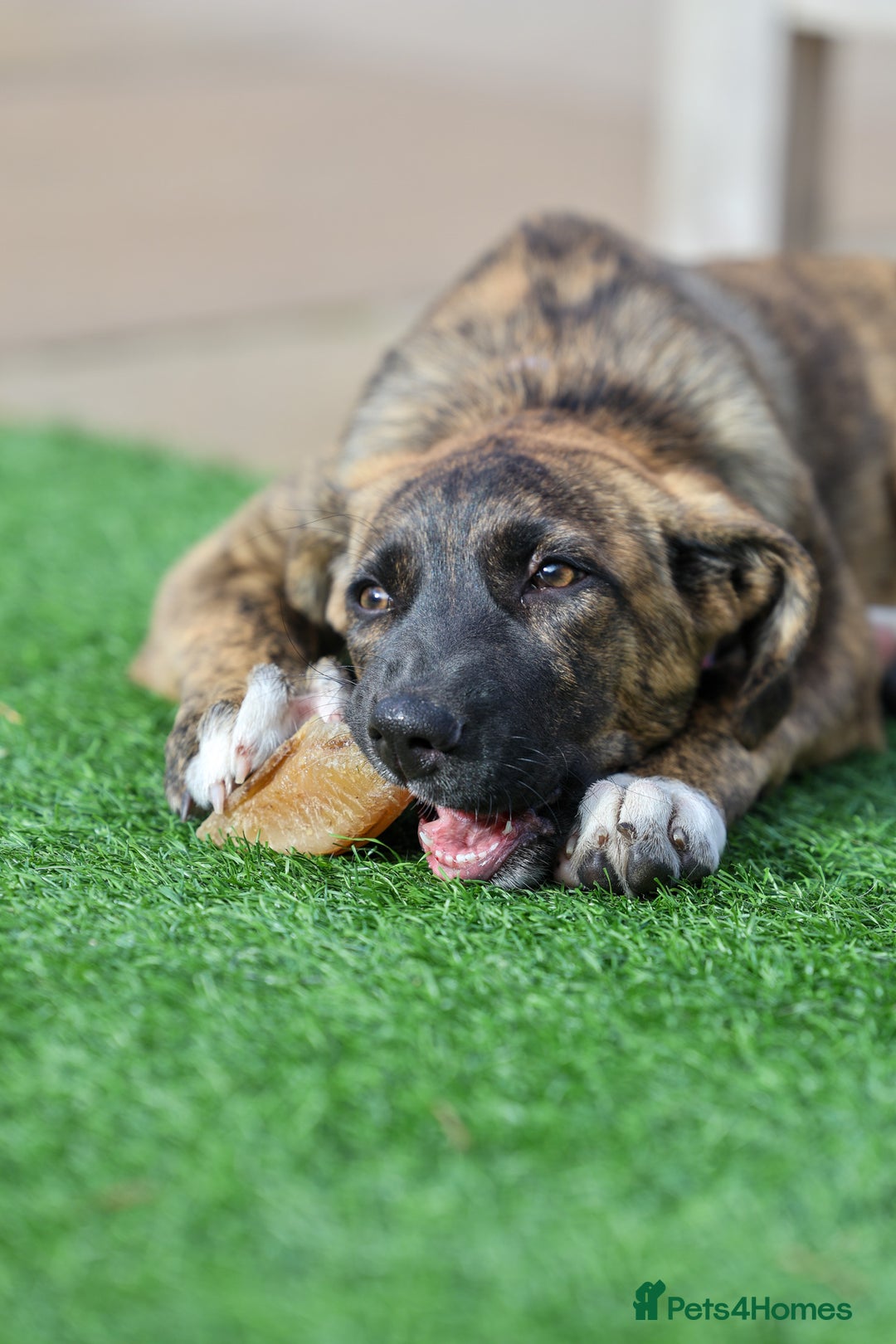 Mixed Breed dogs for adoption: Rosemary - Sweet & Calm - Image 14