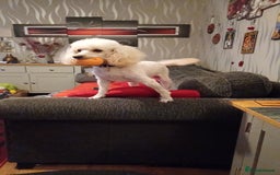 Toy Poodle dogs for sale: Toy poodle girl Adult ( no puppies ) - Image 2