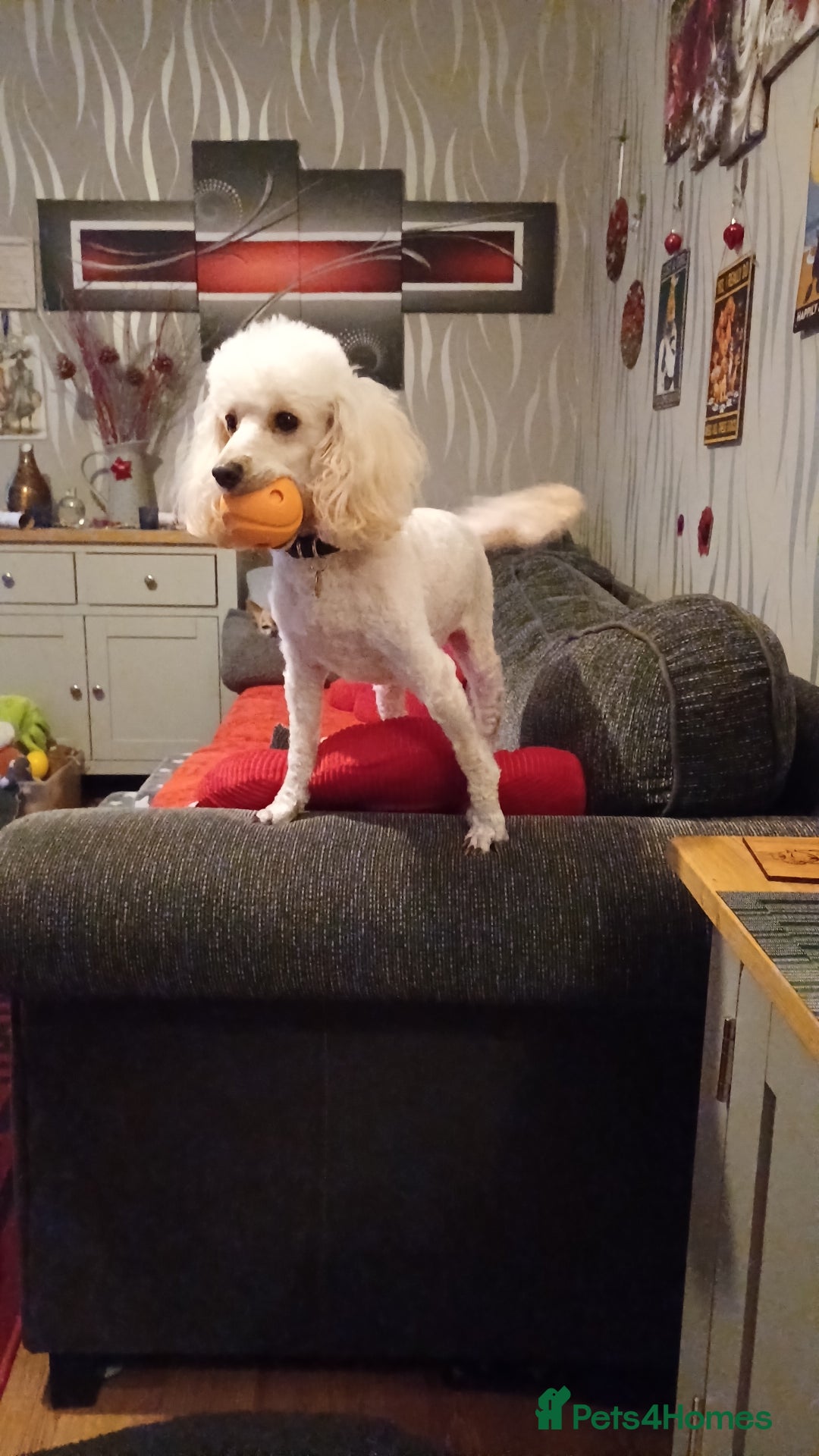 Toy Poodle dogs for sale: Toy poodle girl Adult ( no puppies ) - Image 2