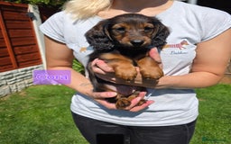 Dachshund dogs for sale: Red long-haired standard dachshund puppies - Image 13