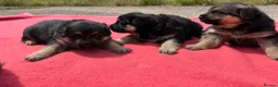 German Shepherd dogs for sale: German shepherd puppies.  in Leicester - Advert 3
