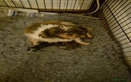 Shih Tzu dogs for sale: Imperial shih tzu puppies - Image 14