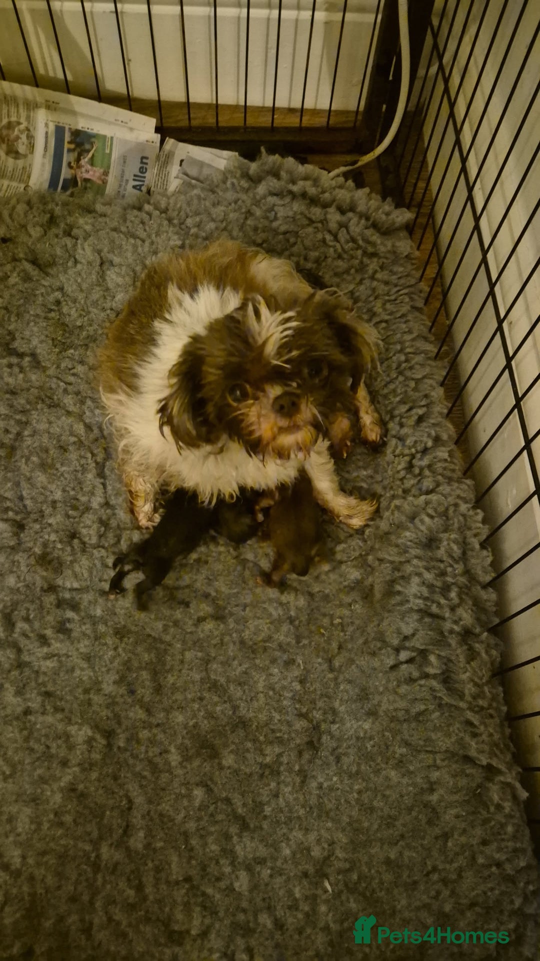 Shih Tzu dogs for sale: Imperial shih tzu puppies - Image 14