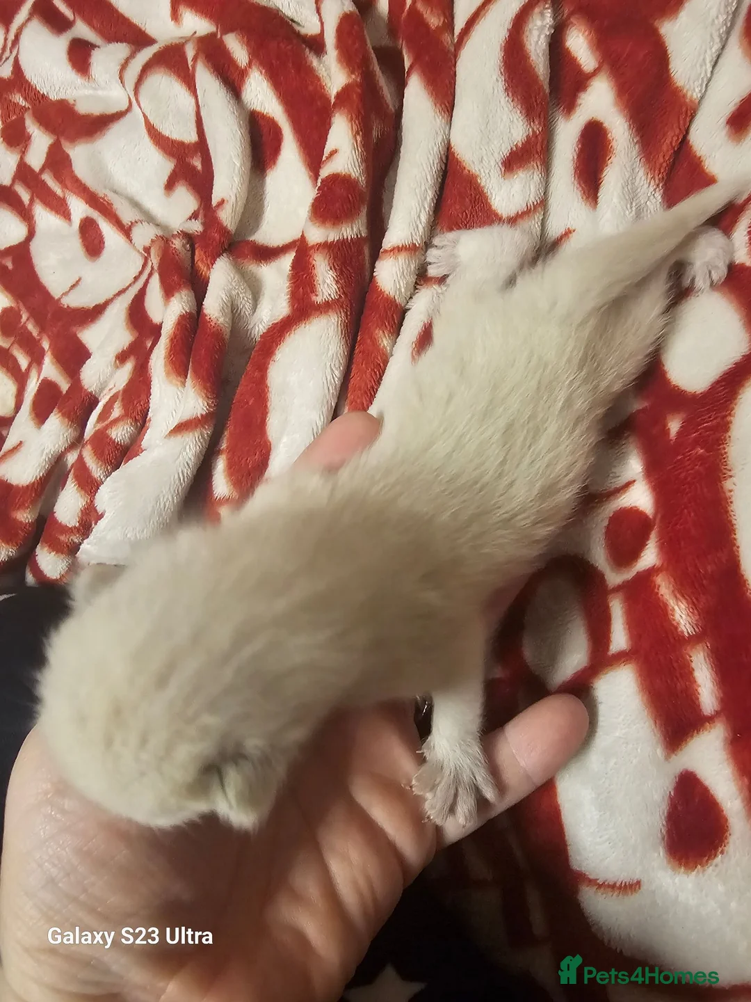 Burmese cats for sale: Burmese/snowshoe ragdoll - Advert 10