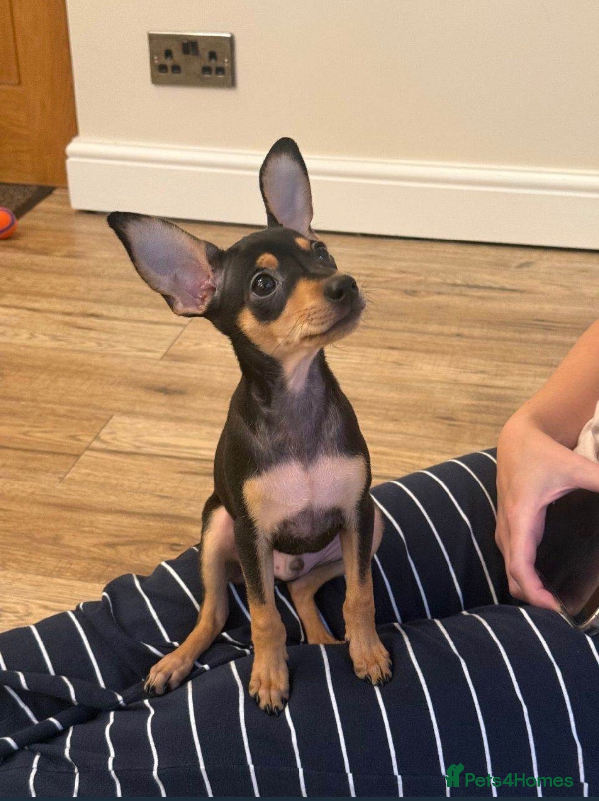 Miniature Pinscher dogs for sale: Miniature Pinscher 10 weeks - Rehome - Advert 8