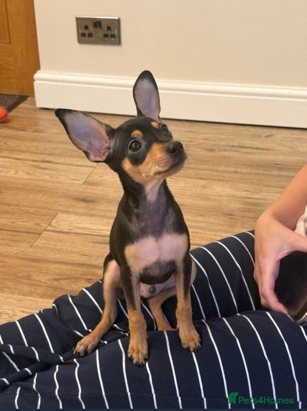 Miniature Pinscher dogs for sale: Miniature Pinscher 10 weeks - Rehome - Advert 1