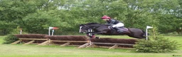 Welsh Section C horses for sale: Emily - Pony Club Princess in Newbury - Advert 2