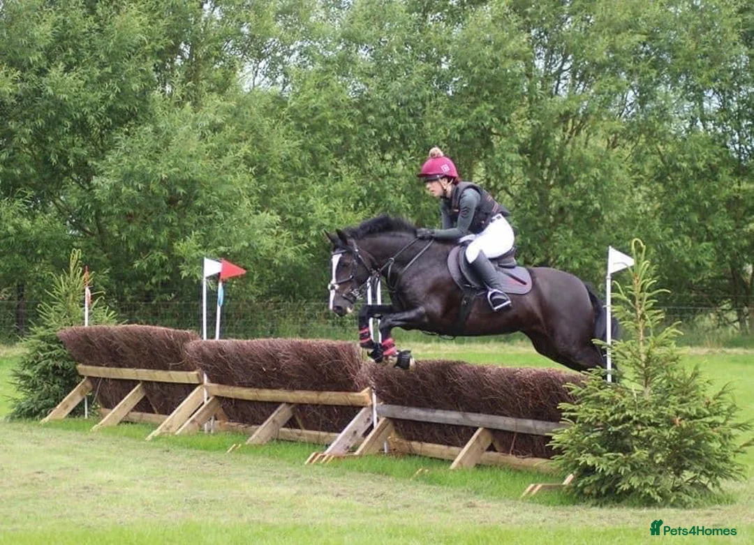 Welsh Section C horses for sale: Emily - Pony Club Princess in Newbury - Advert 2