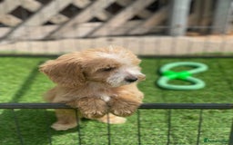 Cockapoo dogs for sale: Adorable F1 cockapoo pups NOW READY  - Image 9
