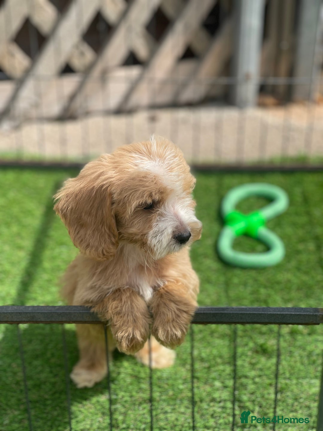 Cockapoo dogs for sale: Adorable F1 cockapoo pups NOW READY  - Image 9