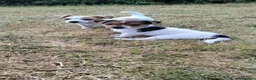 Jack Russell dogs for sale: Hi out there, anybody looking for me!  - Advert 10