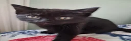 American Shorthair cats for sale: ADORABLE KITTENS LOOKING FOR THEIR FOREVER HOMES!! in Harrogate - Advert 2
