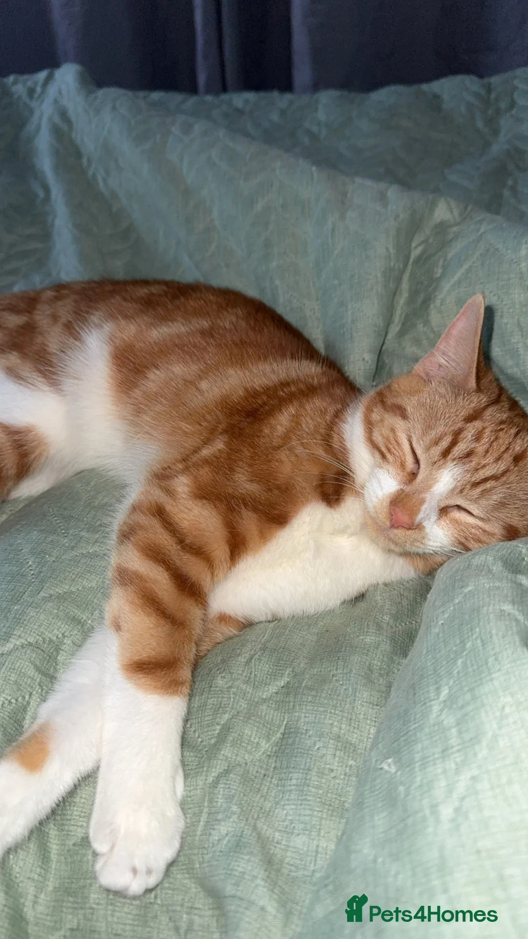 Mixed Breed cats for sale: 2x ginger kittens for sale - Advert 16