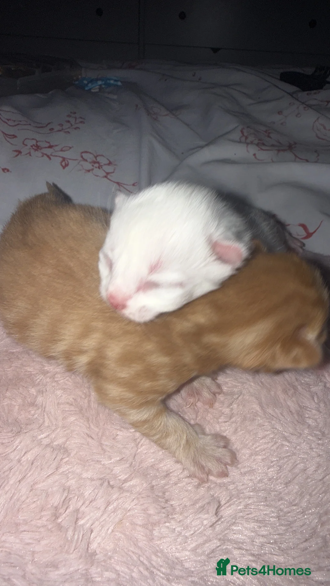 Maine Coon cats for sale: Maine coon mixed breed  - Advert 7