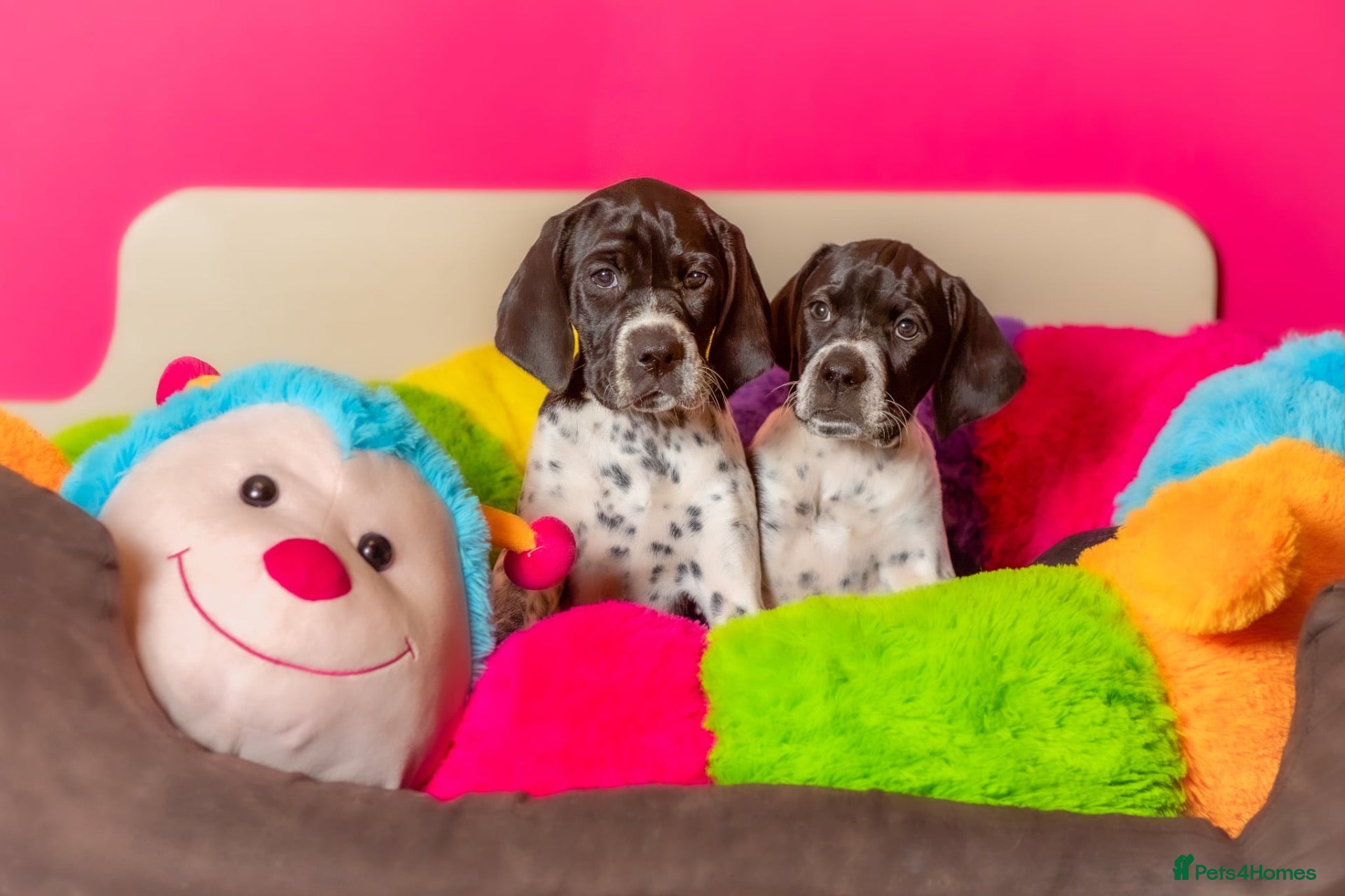 Pointer dogs Gorgeous KC reg Pointer Puppies - 2 girls left - Advert 1