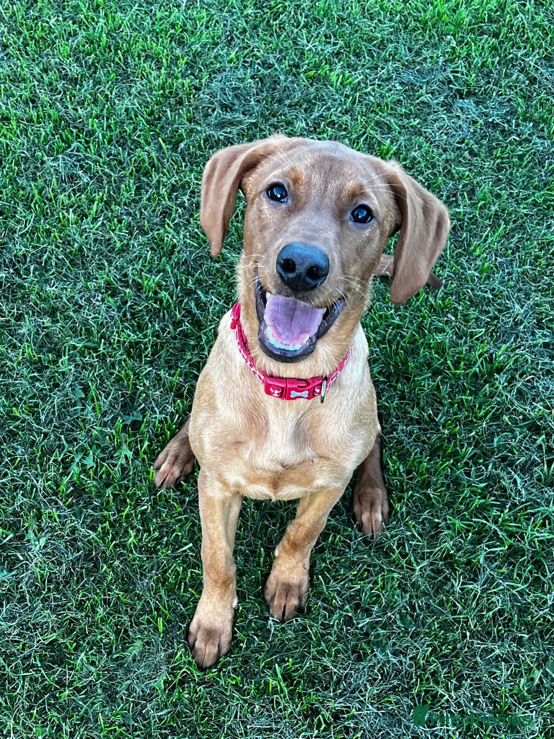 Labrador Retriever dogs for sale: Beautiful Fox Red Labrador  in Cheltenham - Advert 1