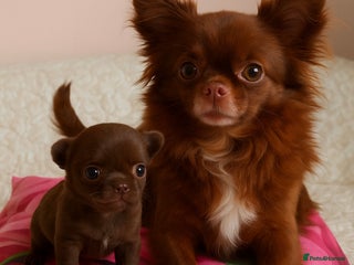 Chihuahua dogs - Advert 9