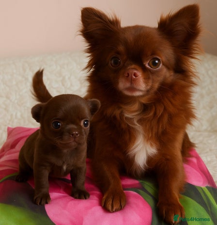 Chihuahua dogs - Advert 1