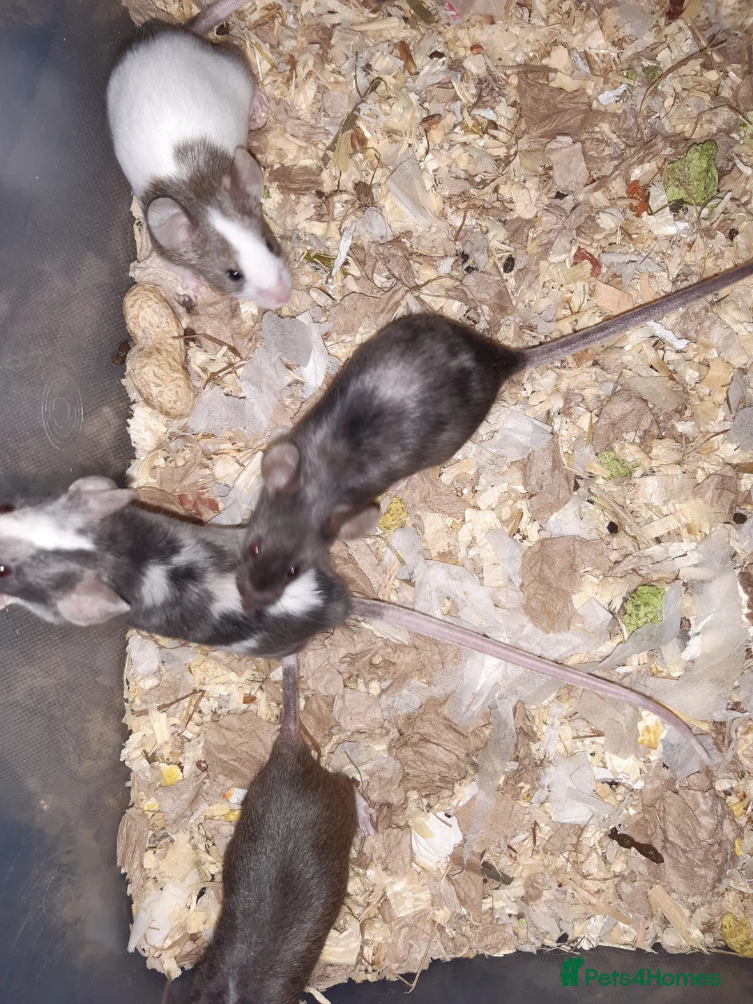 Mouse rodents for sale: Baby female fancy mice ready now - Advert 8