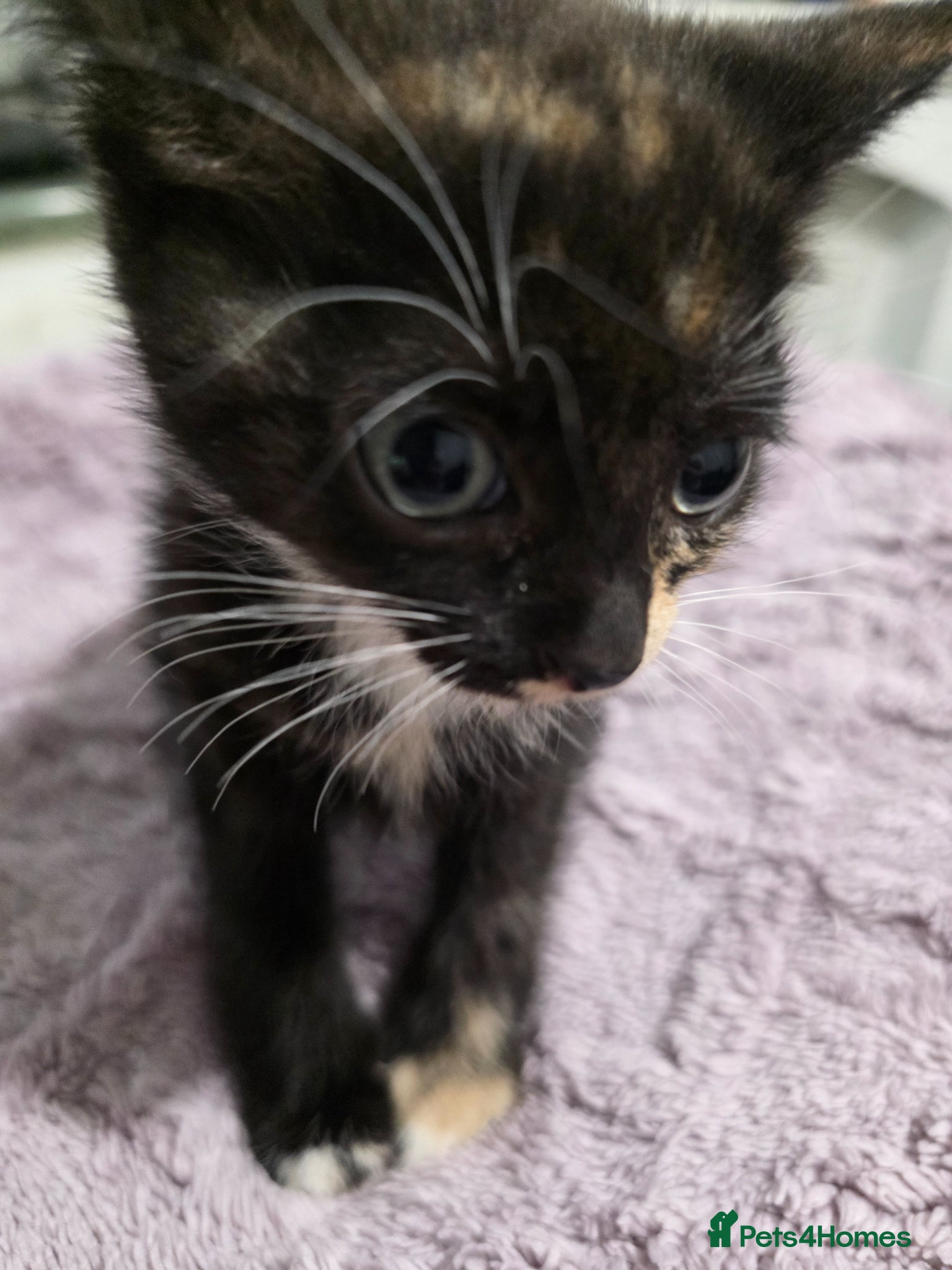 Sphynx cats for sale: 3 Beautiful female Sphynx x DSH kittens - Advert 6