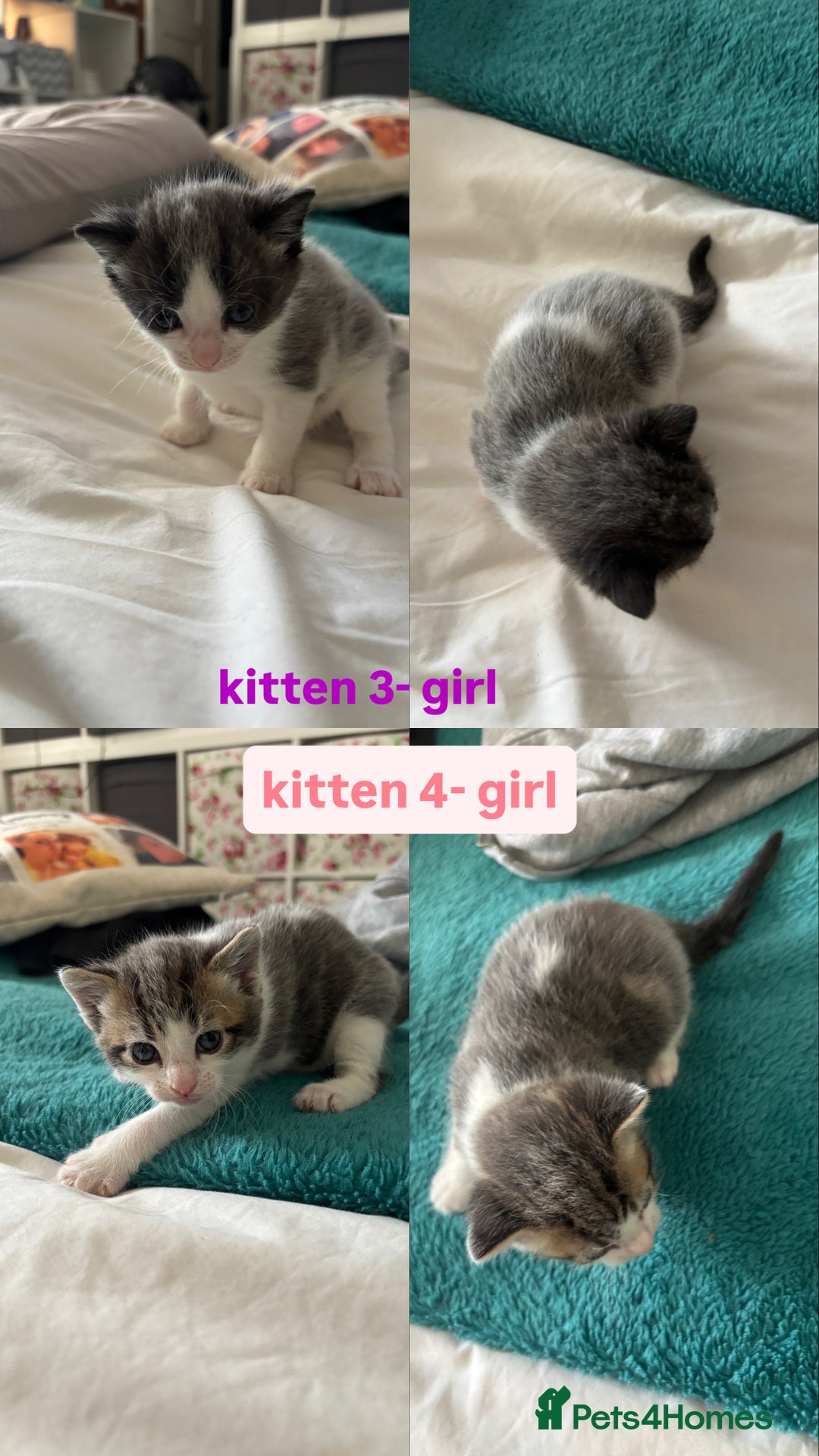 Mixed Breed cats for sale: Beautiful tabby x Ragdoll kittens for sale ! - Advert 3