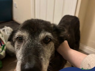 Mixed Breed dogs in Loughborough - Advert 20