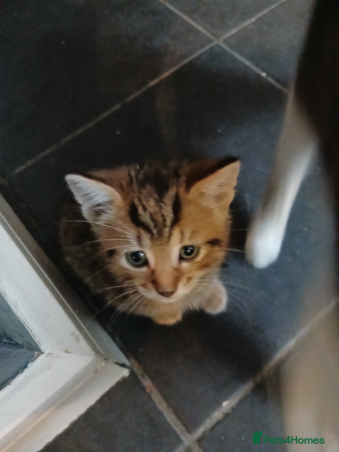 Mixed Breed cats for sale: Beautiful hand reared kittens  - Image 3