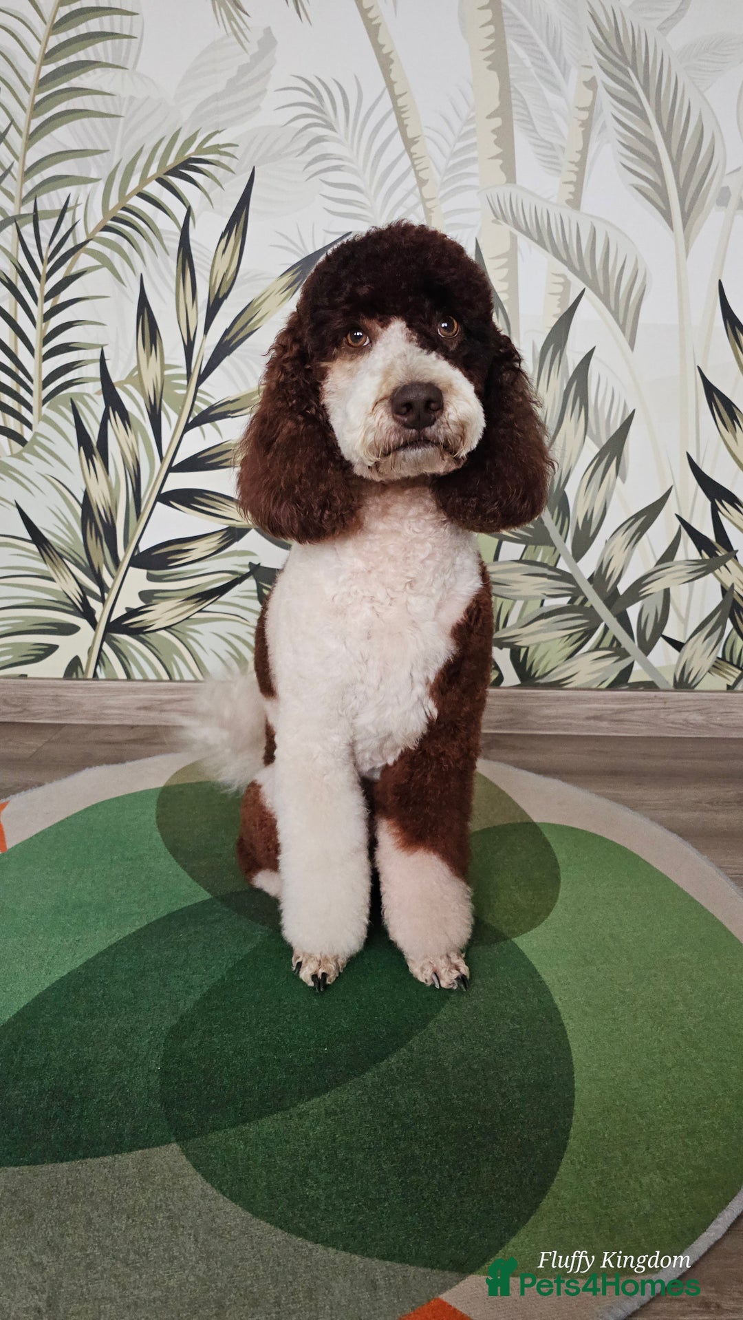 Poodle dogs for stud: FULLY HEALTH TESTED MOYEN POODLE STUD! in Kettering - Image 22