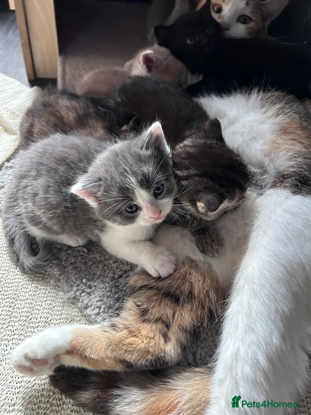 Mixed Breed cats for sale: Beautiful Kittens  in Manchester - Advert 1