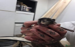 Ragdoll cats for sale: 4 female kittens  - Image 6