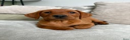 Labrador Retriever dogs for sale: Exceptional KC litter Fox Red Labradors  - Advert 17