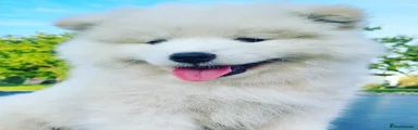 Samoyed 4