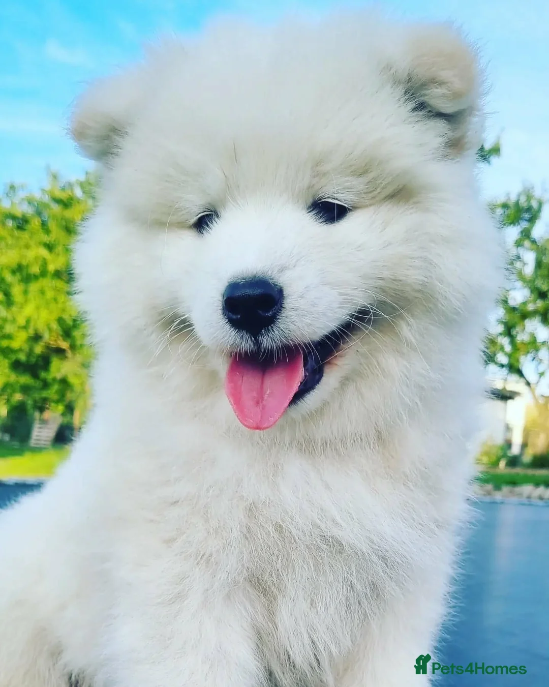 Samoyed dogs for sale: Samoyed puppy KC in Brandon - Advert 2
