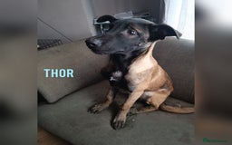 Belgian Shepherd Dog dogs for sale: Belgian Malinois Puppies – 4 Months Old - Image 7