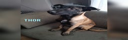 Belgian Shepherd Dog dogs for sale: Belgian Malinois Puppies – 4 Months Old - Advert 7