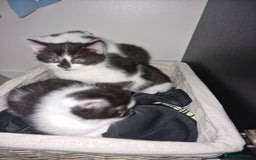 Mixed Breed cats for sale: 🐾 Adorable Kittens Looking for Loving Homes 💕 - Image 5