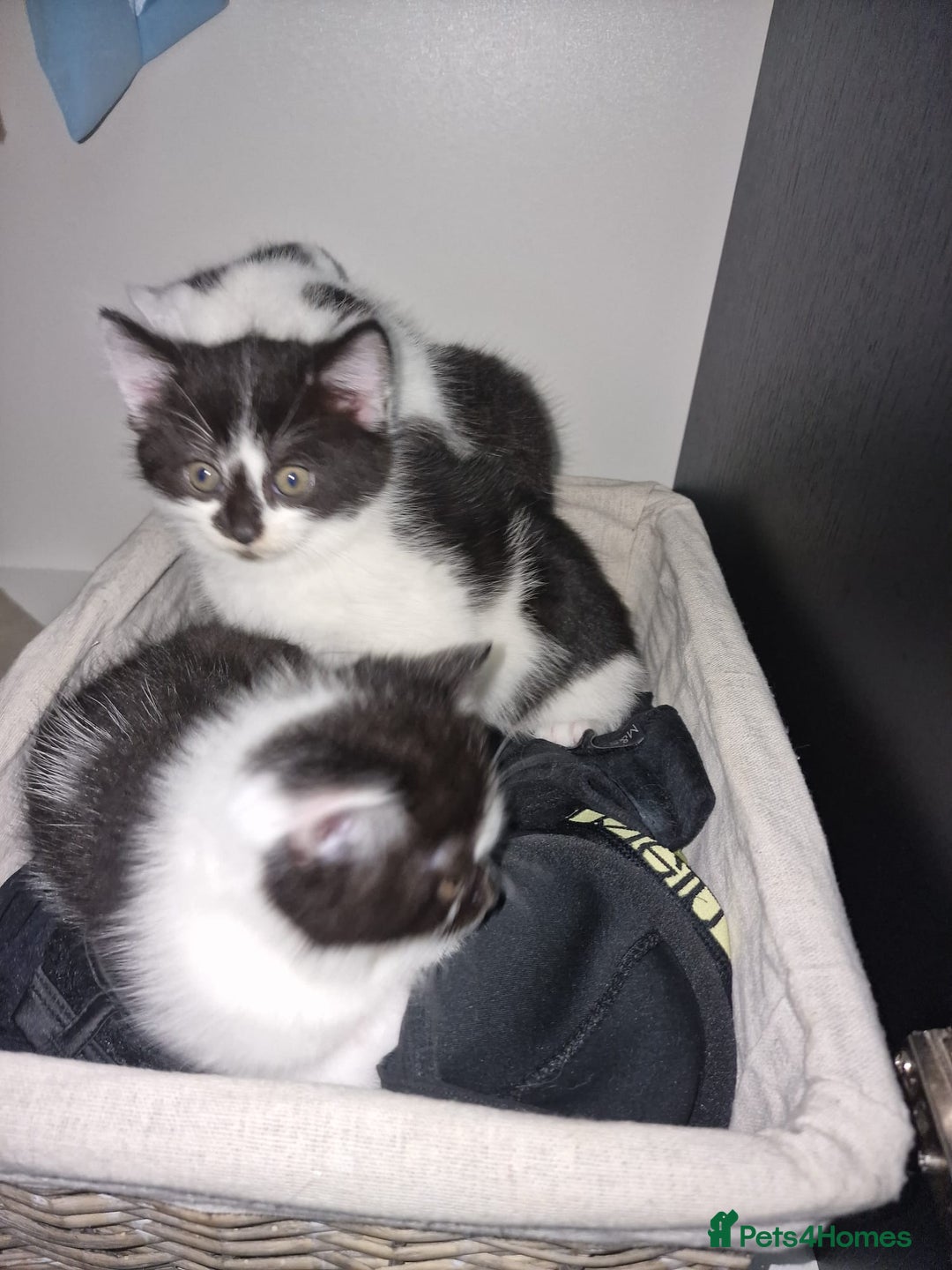 Mixed Breed cats for sale: 🐾 Adorable Kittens Looking for Loving Homes 💕 - Image 5