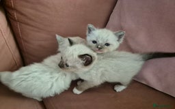 Ragdoll cats for sale: Ragdoll Kittens Gateshead - Image 8