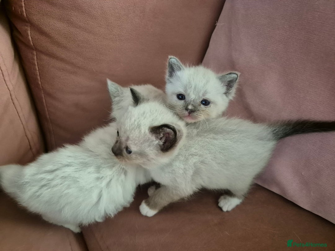 Ragdoll cats for sale: Ragdoll Kittens Gateshead - Image 8