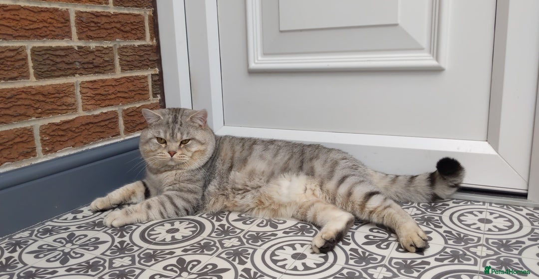 Scottish Fold cats for stud: BSH stud Derby  in Derby - Image 5