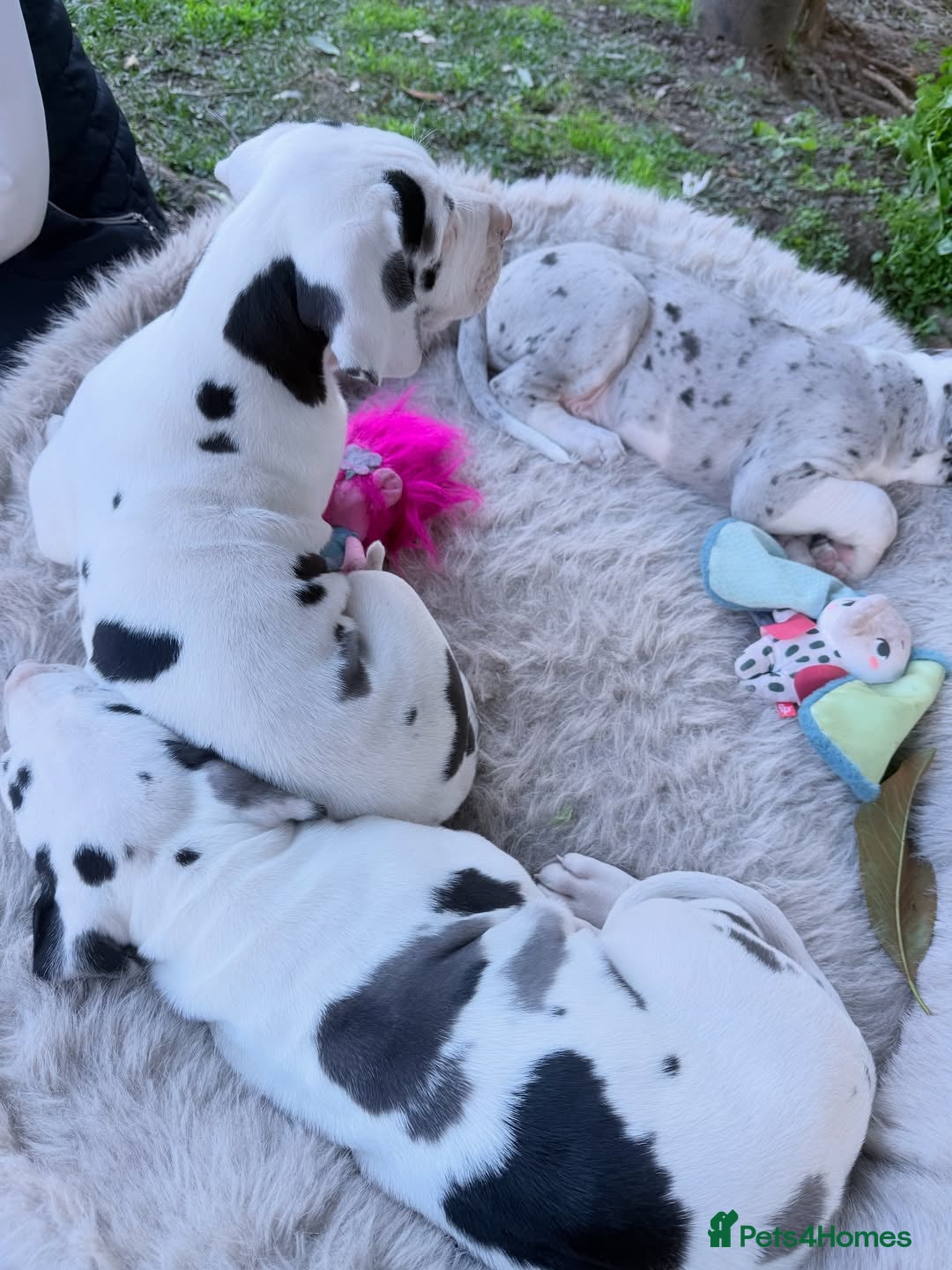 Great Dane dogs for sale: Great Danes Available–Gentle Giants in the Making - Advert 21