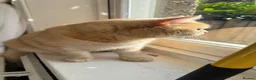 Brazilian Shorthair cats for sale: Golden BSH male  - Advert 7