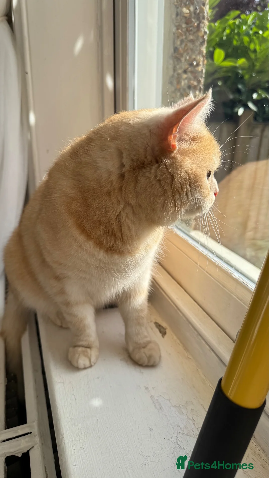 Brazilian Shorthair cats for sale: Golden BSH male  - Advert 7